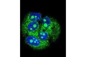 Confocal immunofluorescent analysis of MBD3L3 Antibody (C-term) Cat. (MBD3L3 anticorps  (C-Term))