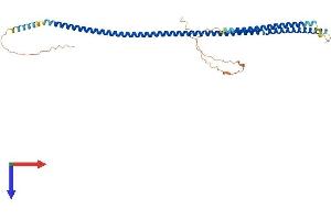 AlphaFold protein structure predicition of Human Recombinant SYCE1 Protein, UniprotID Q8N0S2