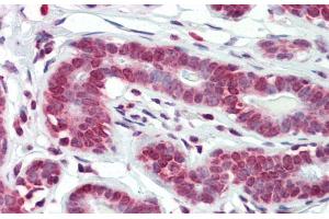 Immunohistochemistry with Human Breast tissue at an antibody concentration of 5. (RPF1 anticorps  (N-Term))