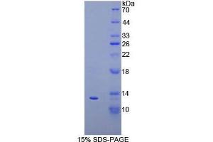 SDS-PAGE analysis of Cow IP10 Protein. (CXCL10 Protéine)