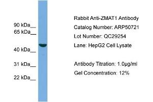 WB Suggested Anti-ZMAT1  Antibody Titration: 0. (ZMAT1 anticorps  (Middle Region))