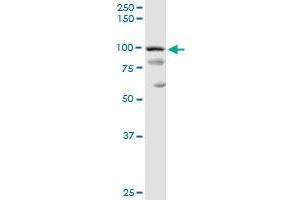 PDCD6IP MaxPab rabbit polyclonal antibody. (ALIX anticorps  (AA 1-868))