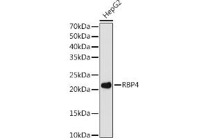 Western blot analysis of extracts of HepG2 cells, using RBP4 antibody (ABIN7269951) at 1:1000 dilution.