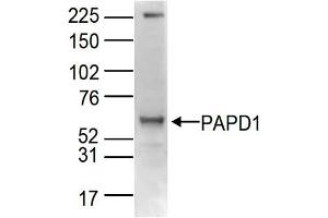 Western Blot of anti-PAPD1 antibody Western Blot results of Rabbit anti-PAPD1 antibody. (PAPD1 anticorps  (C-Term))