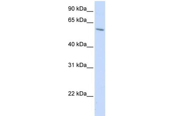 PORCN anticorps  (N-Term)