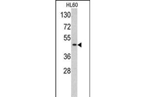 Western blot analysis of TBP antibody (C-term) (ABIN390630 and ABIN2840934) in HL60 cell line lysates (35 μg/lane). (TBP anticorps  (C-Term))