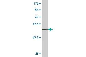 Western Blot detection against Immunogen (34.