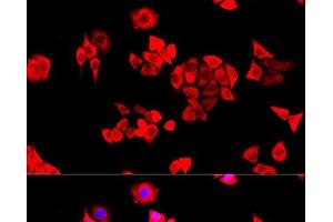 Immunofluorescence analysis of HeLa cells using EIF3J Polyclonal Antibody at dilution of 1:100. (EIF3S1 anticorps)