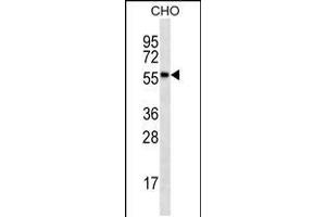 RPS6KL1 Antibody (ABIN659163 and ABIN2843777) western blot analysis in CHO cell line lysates (35 μg/lane). (RPS6KL1 anticorps)