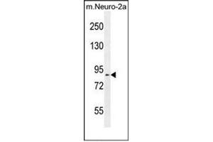 Western blot analysis of DDX11 Antibody (Center) in mouse Neuro-2a cell line lysates (35ug/lane). (DDX11 anticorps  (Middle Region))