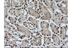 Image no. 4 for anti-Kallikrein 8 (KLK8) antibody (ABIN1498964)