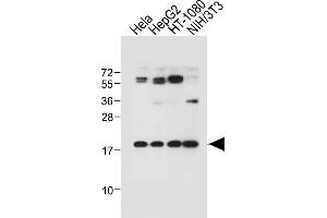 All lanes : Anti-G8c (M1LC3C)-M1 at 1:1000 dilution Lane 1: Hela whole cell lysate Lane 2: HepG2 whole cell lysate Lane 3: HT-1080 whole cell lysate Lane 4: NIH/3T3 whole cell lysate Lysates/proteins at 20 μg per lane. (MAP1LC3A anticorps  (N-Term))