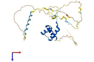 AlphaFold protein structure predicition of Human Recombinant HOXB4 Protein, UniprotID P17483