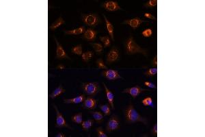 Immunofluorescence analysis of L929 cells using NUCB1 Polyclonal Antibody (ABIN1681132, ABIN3018387, ABIN3018388 and ABIN6220455) at dilution of 1:100 (40x lens).