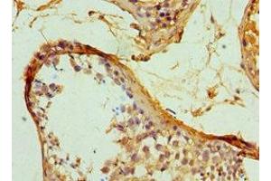 Immunohistochemistry of paraffin-embedded human testis tissue using ABIN7169354 at dilution of 1:100 (SERPINH1 anticorps  (AA 139-418))