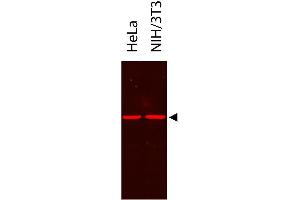 Western Blot showing detection of alpha tubulin from HeLa and NIH/3T3. (DYKDDDDK Tag anticorps  (HRP))