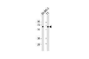 All lanes : Anti-SLC5A8 Antibody (C-Term) at 1:1000 dilution Lane 1: SK-BR-3 whole cell lysate Lane 2: TT whole cell lysate Lysates/proteins at 20 μg per lane. (SLC5A8 anticorps  (AA 579-609))