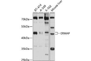 Western blot analysis of extracts of various cell lines, using ERMAP antibody (ABIN6131614, ABIN6140291, ABIN6140292 and ABIN6214673) at 1:1000 dilution. (ERMAP anticorps  (AA 30-155))