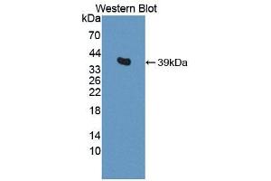 Western blot analysis of the recombinant protein. (SPARC anticorps  (AA 18-302))