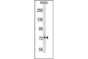 Western blot analysis of DNAI1 Antibody (N-term) in K562 cell line lysates (35ug/lane). (DNAI1 anticorps  (N-Term))