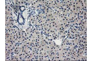 Immunohistochemical staining of paraffin-embedded Human pancreas tissue using anti-EIF4E mouse monoclonal antibody. (EIF4E anticorps)