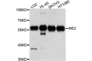 Western blot analysis of extracts of various cell lines, using ME2 antibody (ABIN5996144) at 1/1000 dilution. (NAD-ME anticorps)