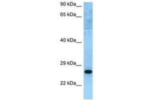 Image no. 1 for anti-Muted Homolog (MUTED) (C-Term) antibody (ABIN6748250) (MUTED anticorps  (C-Term))