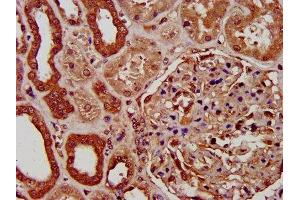 IHC image of ABIN7154344 diluted at 1:200 and staining in paraffin-embedded human kidney tissue performed on a Leica BondTM system.
