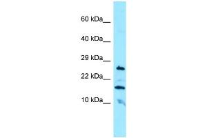 WB Suggested Anti-CBLN3 Antibody Titration: 1. (CBLN3 anticorps  (N-Term))