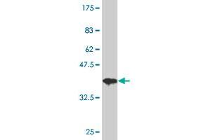 Western Blot detection against Immunogen (37. (HDAC3 anticorps  (AA 319-428))