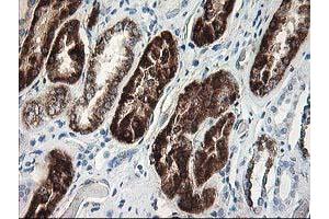 Image no. 3 for anti-Adenylate Kinase 4 (AK4) antibody (ABIN1496527) (AK4 anticorps)