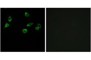 Immunofluorescence (IF) image for anti-Olfactory Receptor, Family 10, Subfamily S, Member 1 (OR10S1) (AA 213-262) antibody (ABIN2891114) (OR10S1 anticorps  (AA 213-262))