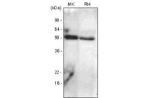 Western Blotting (WB) image for anti-Bone Morphogenetic Protein 7 (BMP7) antibody (ABIN377193) (BMP7 anticorps)