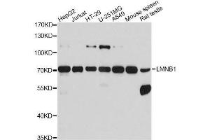 Western blot analysis of extracts of various cell lines, using LMNB1 antibody.