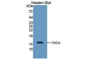 SAA2 antibody  (AA 19-122)