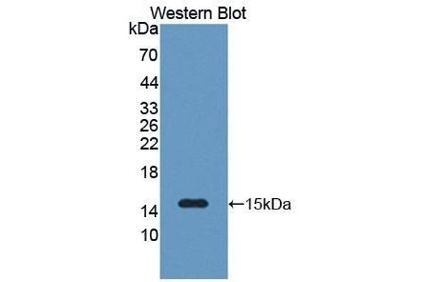 SAA2 antibody  (AA 19-122)