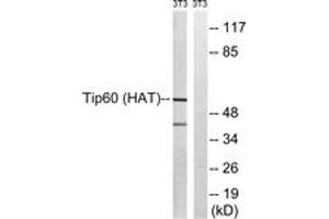 Western blot analysis of extracts from NIH-3T3 cells, treated with starved 24h, using Tip60 (Ab-90) Antibody. (KAT5 anticorps  (AA 56-105))