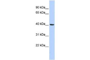 Western Blotting (WB) image for anti-Insulin Induced Gene 1 (INSIG1) antibody (ABIN2458473) (INSIG1 anticorps)