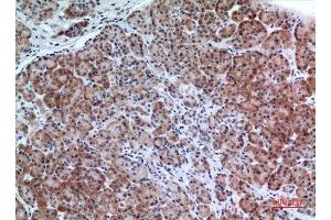 Immunohistochemistry (IHC) analysis of paraffin-embedded Human Pancreas, antibody was diluted at 1:100. (LILRA1 anticorps  (N-Term))