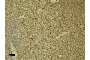 (ABIN5539670) (6 μg/mL) staining of paraffin embedded Human Spleen. (C5AR1 anticorps  (C-Term))