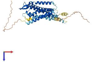 AlphaFold protein structure predicition of Human Recombinant OXTR Protein, UniprotID P30559