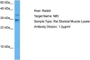 Host: Rat Target Name: NTF3 Sample Tissue: Rat Skeletal Muscle Antibody Dilution: 1ug/ml (Neurotrophin 3 anticorps  (N-Term))