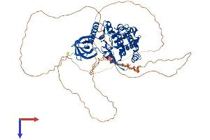 AlphaFold protein structure predicition of Human Recombinant CLK3 Protein, UniprotID P49761