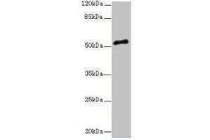 Western blot All lanes: PLXNA4 antibody at 3 μg/mL + A549 whole cell lysate Secondary Goat polyclonal to rabbit IgG at 1/10000 dilution Predicted band size: 213, 56, 59, 40 kDa Observed band size: 56 kDa (Plexin A4 anticorps  (AA 24-522))