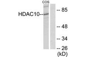 Western blot analysis of extracts from COS7 cells, using HDAC10 Antibody. (HDAC10 anticorps  (AA 10-59))