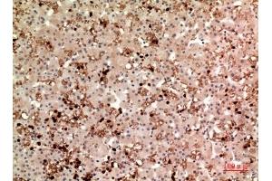 anti-TPO (Internal Region) antibody