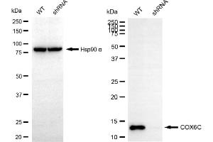 Western blotting analysis using COX6C antibody (ABIN7798249). (COX6C anticorps)