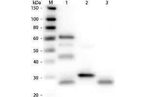 Western Blot of Anti-Chicken IgG (H&L) (RABBIT) Antibody. (Lapin anti-Poulet IgG Anticorps (DyLight 680) - Preadsorbed)