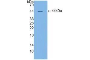 Detection of Recombinant APOC4, Mouse using Polyclonal Antibody to Apolipoprotein C4 (APOC4)