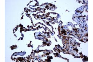 Image no. 1 for anti-Selenium Binding Protein 1 (SELENBP1) antibody (ABIN1500860)